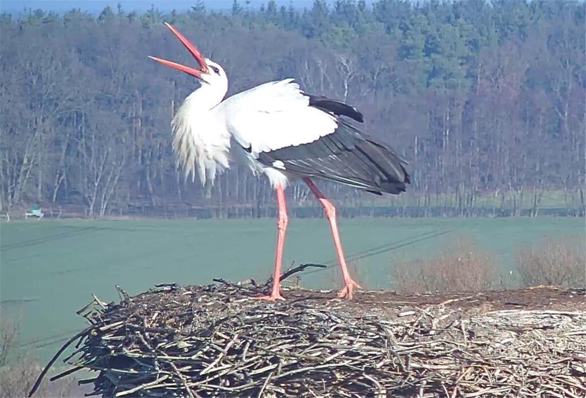 Tierische Berühmtheit: Storch Fridolin ist zurück Weißstorch Fridolin kurz nach seiner Ankunft auf dem Schornstein des NABU-Artenschutzzentrums Leiferde.