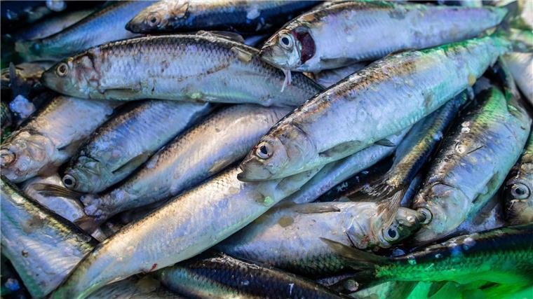 WWF: Zustand der Fischbestände in Nord- und Ostsee schlecht Frisch gefangene Heringe liegen in einer Fischkiste im Fischereihafen.