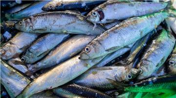 Frisch gefangene Heringe liegen in einer Fischkiste im Fischereihafen.