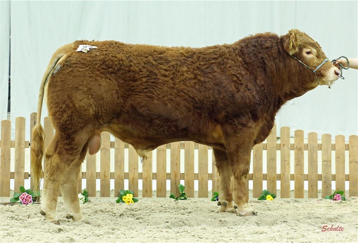 Bulle „Schinken“ aus Holßel räumt Preise ab Frisch gewaschen und gebürstet: Auf den Niedersächsischen Fleischrindertagen in Verden räumte Jambon aus Holßel den ersten Preis in der Rasse Limousin ab.