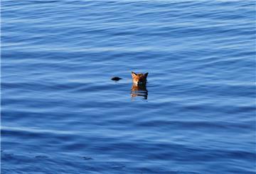 Fuchs in der Nordsee - dieses Foto hat Uwe Sommer in Eckwarderhörne geschossen.