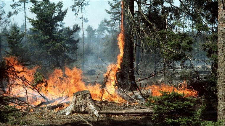 Fünf Feuerwehrleute wurden von den Flammen eingeschlossen. (Archivbild)