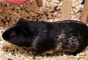 Für das einjährige Meerschweinchen sucht das Tierasyl neue Besitzer.