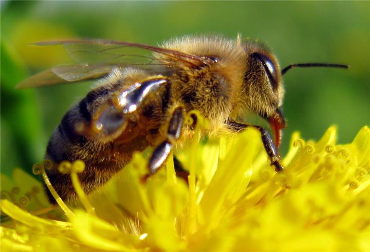 Mehr Imker, aber immer weniger Insekten in der Wesermarsch Für die Bienen wird es immer schwieriger, ausreichend Nahrung zu finden