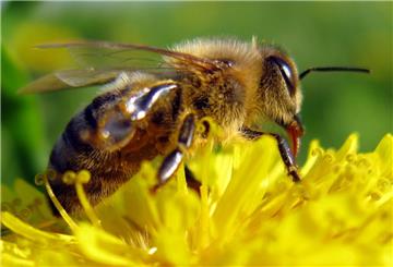 Für die Bienen wird es immer schwieriger, ausreichend Nahrung zu finden