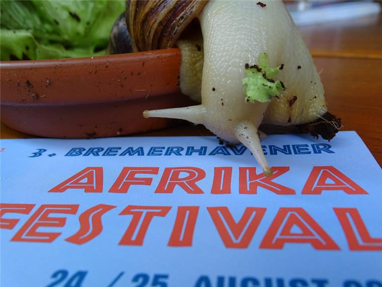 Für die Kinder wird eine Schnecke ihre Geschichte beim Afrika-Festival am 24. und 25. August in Bremerhaven erzählen Foto: Schnelle