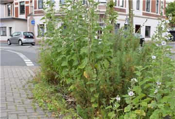 Für die Straßenbeete ist der Bauhof zuständig. Doch der hat zu wenig Personal, um alles in Schuss halten zu können. Die Idee: Anlieger sollen Beet-Patenschaften übernehmen.