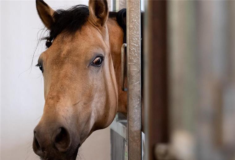 Bremen: Pferdetransport gestoppt - Tiere verletzt und ohne Wasser Pferd