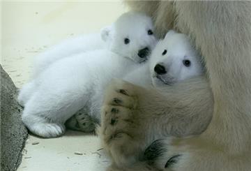 Für diese beiden Eisbären suchen wir als Partner des Zoos am Meer einen Namen.