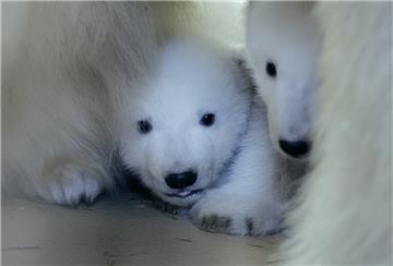 Für diese beiden Eisbären suchen wir als Partner des Zoos am Meer bis Sonntagnacht einen Namen.
