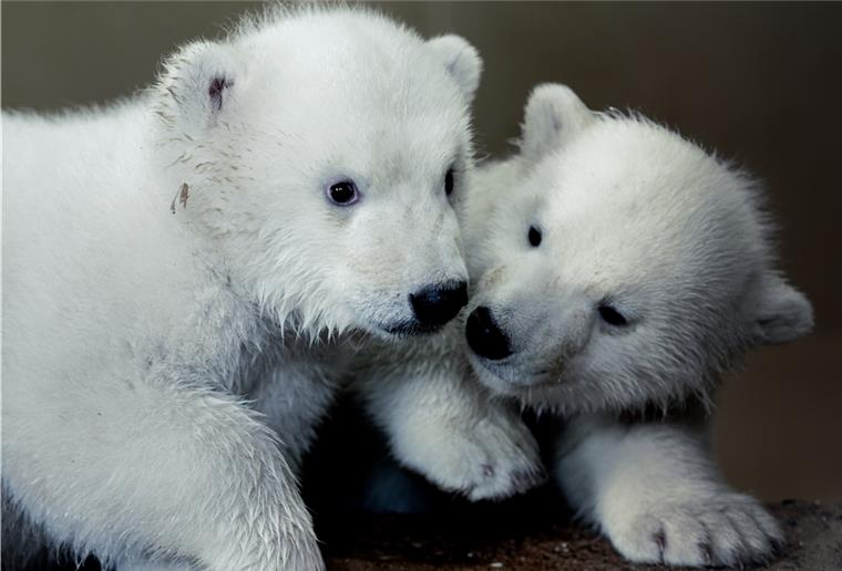 Für diese beiden Eisbären suchen wir als Partner des Zoos am Meer mit eurer Hilfe einen Namen.