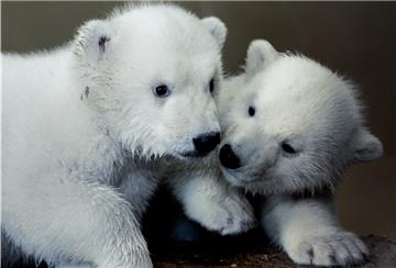 Für diese beiden Eisbären suchen wir als Partner des Zoos am Meer mit eurer Hilfe einen Namen.