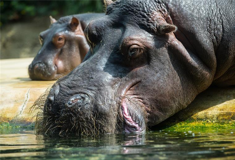 Ein Flusspferd mit Nachwuchs