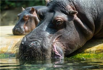Ein Flusspferd mit Nachwuchs