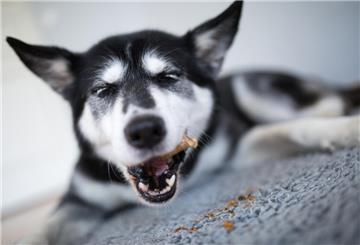 Hund kaut Futter