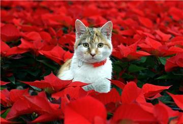 Eine Katze sitzt in einem Feld aus Weihnachtssternen.