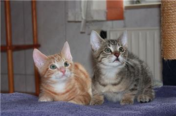 Für Katzen wie Lui und Mio sucht das Tierasyl ein neues Zuhause, die Tiere sind kastriert, geimpft, gechipt und auf FIV/Leukose negativ getestet.