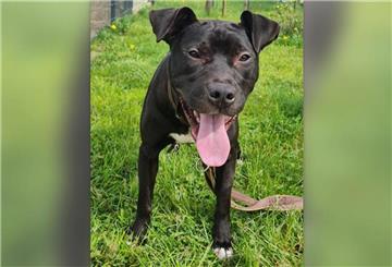 Für Rio werden erfahrene Hundehalter gesucht.