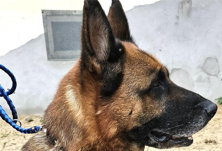 Für Schäferhündin Laika sucht das Tierasyl dringend ein passendes Zuhause.