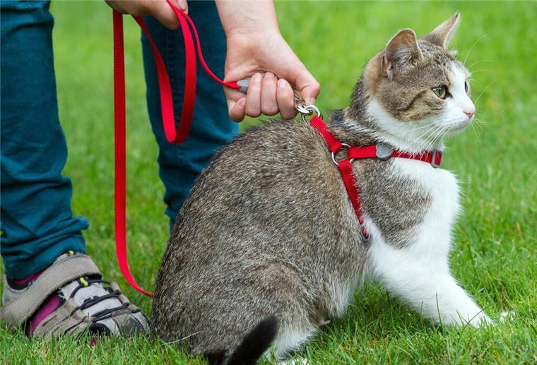 Instagram-Trend: Katzen an der Leine - Harmlos oder Gefahr fürs Tierwohl? Für unterforderte Wohnungskatzen kann es eine Bereicherung sein, sich an Geschirr und Leine in einem sicheren Bereich in direkter Wohnungsnähe aufhalten zu können. (Archivbild)