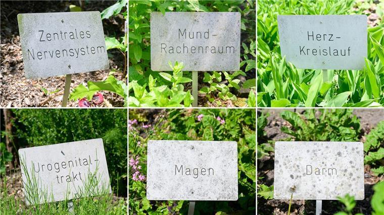 Für verschiedene Organe und Körperbereiche gibt es heilende Pflanzen.