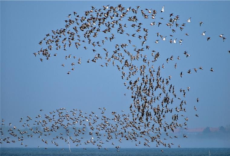 Für Vogelfreunde gibt es im Wattenmeer einiges zu sehen.