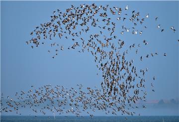 Für Vogelfreunde gibt es im Wattenmeer einiges zu sehen.