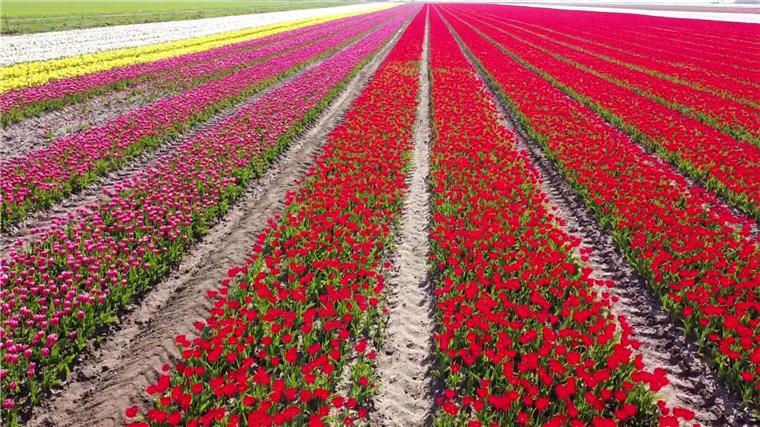 Millionen Tulpen verwandeln Felder in Farbenmeere Für wenige Tage blühen Millionen Tulpen auf vier großen Feldern im niedersächsischen Landkreis Gifhorn.