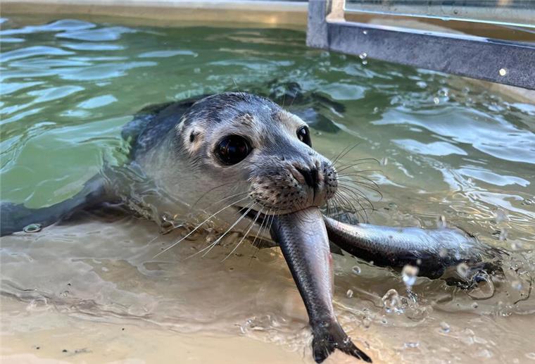 So geht es dem in Bremerhaven geretteten Seehundbaby Fussel jetzt Fussel, für den die NORDSEE-ZEITUNG die Patenschaft übernommen hat, hat etwas Neues gelernt.