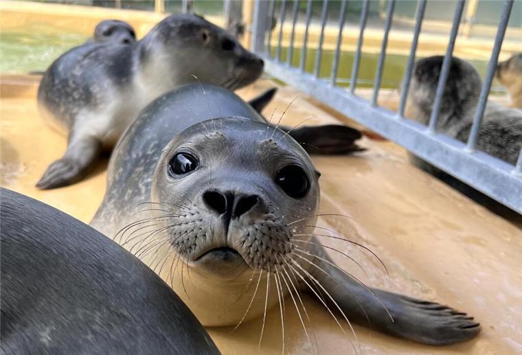 So geht es dem in Bremerhaven geretteten Seehundbaby Fussel jetzt Fussel wird langsam größer und schwerer.
