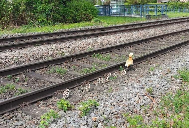 In Grenzach gerieten zehn Gänseküken in den Gleisbereich. Die Bundespolizei griff ein – mit Happy End für die tierische Familie am Rhein.
