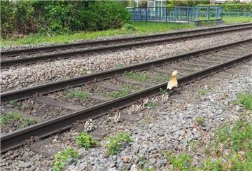 In Grenzach gerieten zehn Gänseküken in den Gleisbereich. Die Bundespolizei griff ein – mit Happy End für die tierische Familie am Rhein.