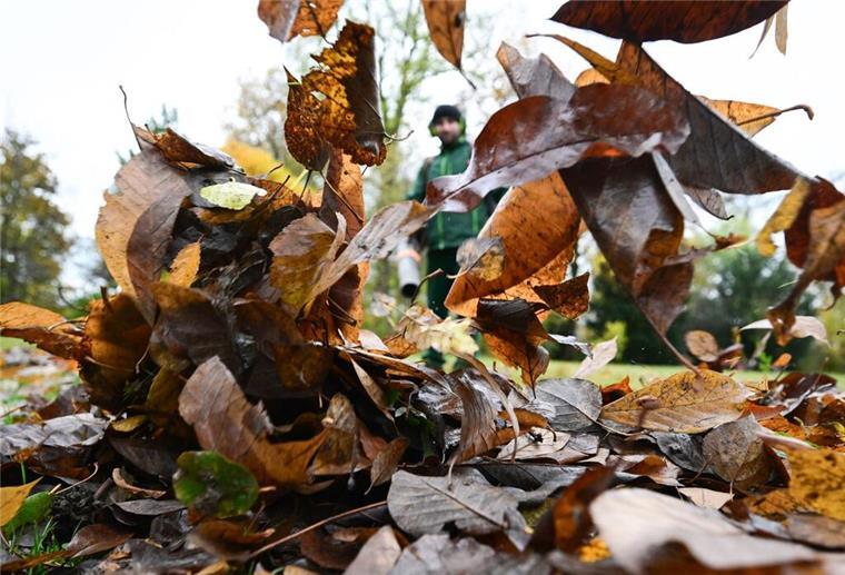 Steuertrick im Herbst: Diese Dienstleistungen bringen bares Geld Gärtner, Handwerker & Co.: So holt man sich Geld vom Finanzamt zurück