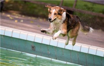 Ganz bestimmt: Die Hunde springen gerne beim Planschtag ins Schwimmbecken - auch in Dorum-Neufeld.