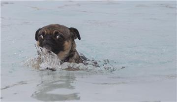 Ganz schön erschrocken guckt Retromops Milca aus dem Wasser.