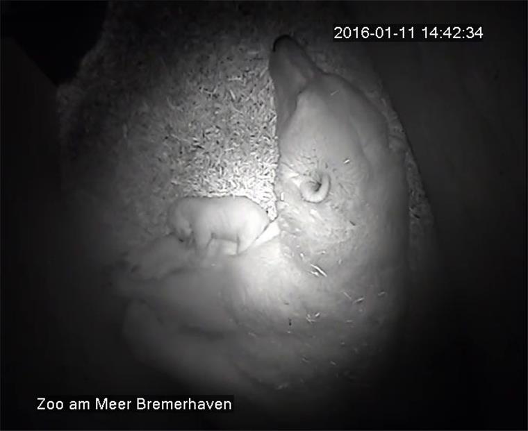 Ganz schön kuschelig: Die Eisbären-Mama Valeska lässt ihr Baby den ganzen Tag nicht aus den Augen. Foto: Zoo am Meer