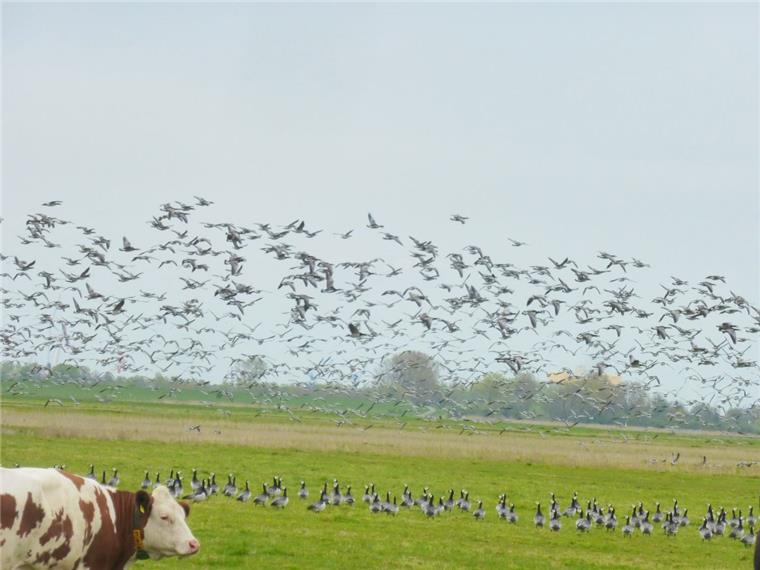 Ganze Schwärme von Gänsen bevölkern derzeit die Luneplate. Die Kühe lassen sich aber nicht aus der Ruhe bringen. Foto: Wieland/Bremenports