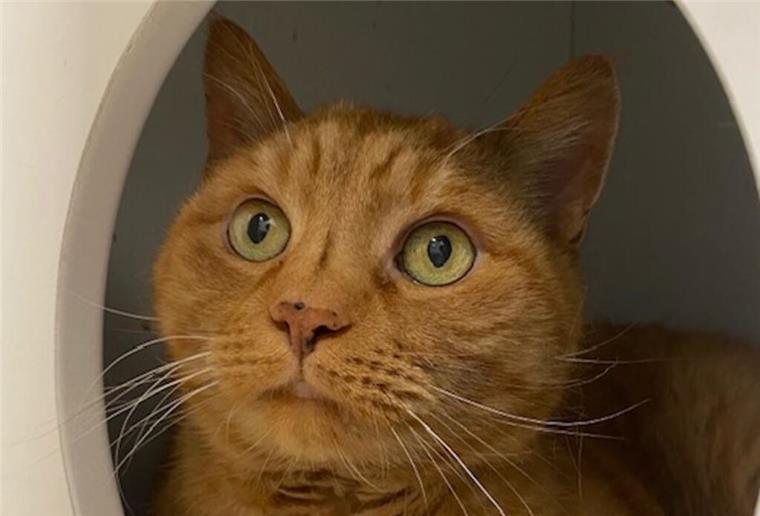 Kater