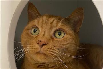 Kater