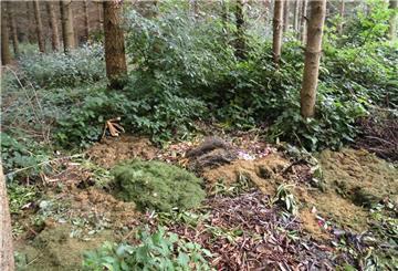 Gartenabfälle gehören nicht in die freie Natur, sagt der BUND. Es könnten sich sogenannte invasive, eingebürgerte Arten oder auch Gartenzüchtungen ausbreiten und heimische Pflanzen verdrängen. 