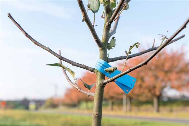 Gartenbauamt und NABU haben in Bremerhaven eine Streuobstwiese angelegt.