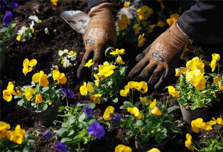 Blaue und gelbe Stiefmütterchen werden eingepflanzt. Gartenliebhaber haben immer zu tun: Am 29. Juni laden drei kreative Gärten in der Region Rotenburg zum Entdecken und Verweilen ein – mit Natur, Kunst, Führungen und handgemachter Keramik.