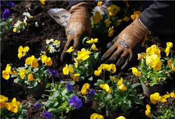 Blaue und gelbe Stiefmütterchen werden eingepflanzt. Gartenliebhaber haben immer zu tun: Am 29. Juni laden drei kreative Gärten in der Region Rotenburg zum Entdecken und Verweilen ein – mit Natur, Kunst, Führungen und handgemachter Keramik.