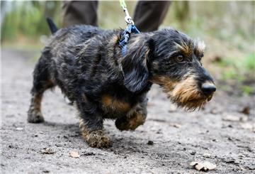 Gassi-Gesetz: Eine neue Verordnung von Bundeslandwirtschaftsministerin Julia Klöckner (CDU) soll für ausreichend Hunde-Auslauf sorgen.