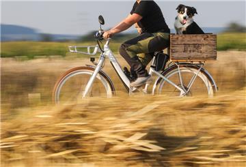 Gassifahren statt querfeldein gehen: Auf dem Rad ist der Hund zumindest nicht den langen Halmen mit den für ihn fiesen Grannen ausgesetzt.