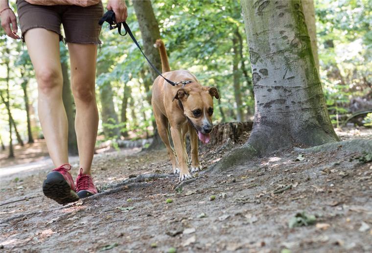 Ein Hund läuft an der Leine durch den Park.