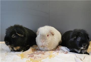 Gaston, Hades und Frollo sind zusammen aufgewachsen und suchen nun zusammen ein neues Zuhause mit Außengehege.