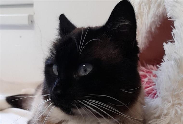 Gaylord sucht ein neues Zuhause. 