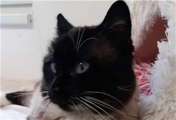 Gaylord sucht ein neues Zuhause. 