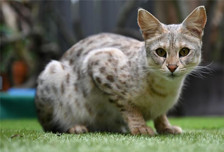 Zu gefährlich fürs Wohngebiet: Gericht stoppt Haltung von Katze „Muffin“ Eine Savannah-Katze.